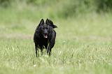 SCHIPPERKE 314